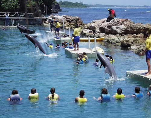 jamaica-get-away-travels-dolphin-cove-1__26301_std